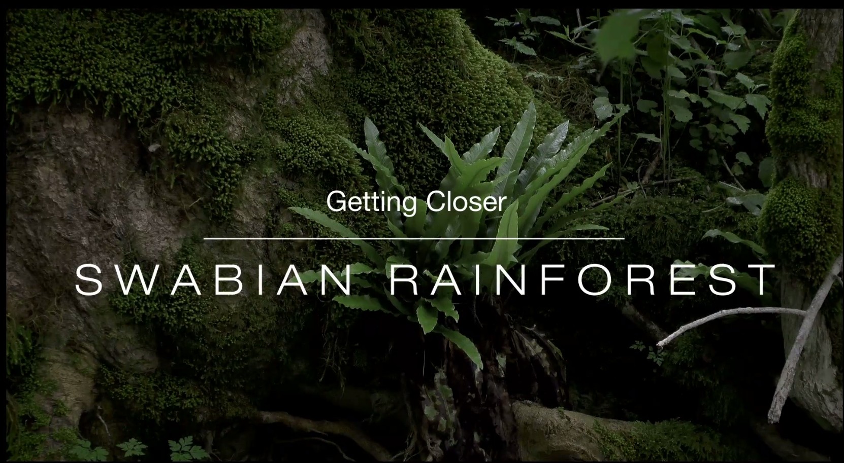 Der schwäbische Regenwald